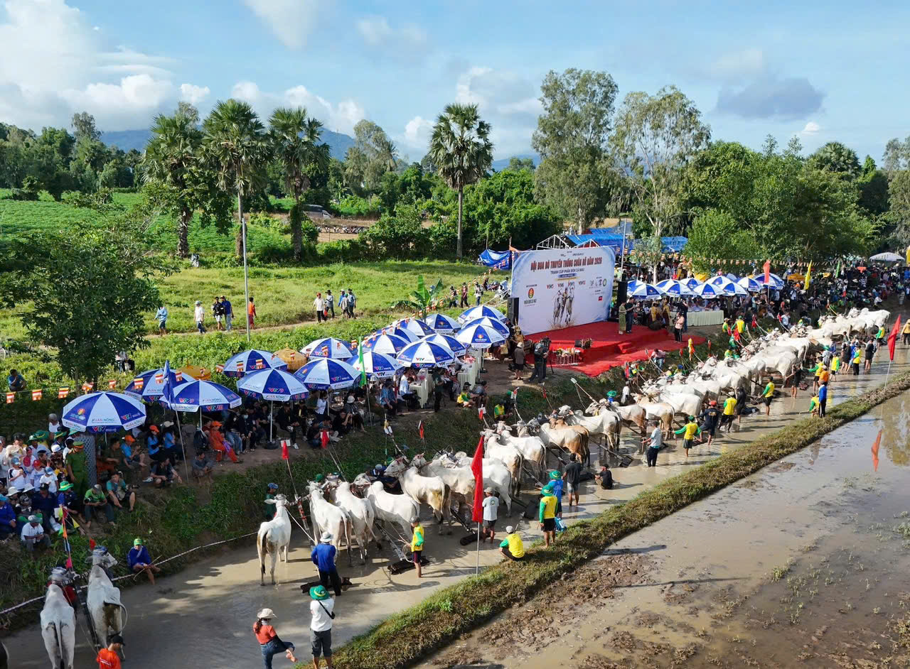 Hình ảnh sự kiện đua bò chùa rô 2026