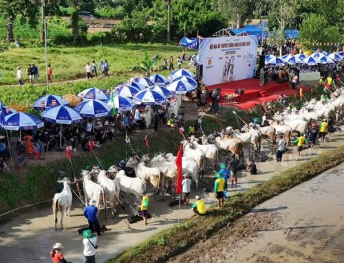 LỄ HỘI ĐUA BÒ CHÙA RÔ 2026, THU HÚT HƠN 20.000 KHÁN GIẢ